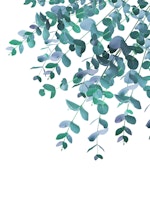 Eucalyptus Teal Blue Delight 1 tapete