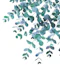 Eucalyptus Teal Blue Delight 1