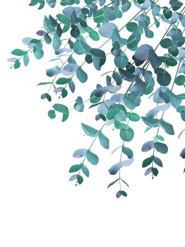 Eucalyptus Teal Blue Delight 1