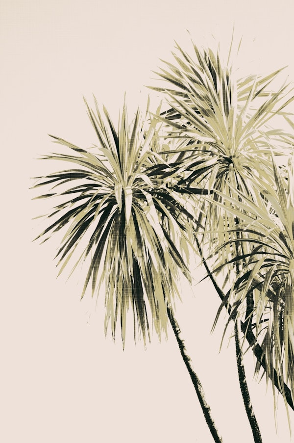 Tropical Palm Trees 1