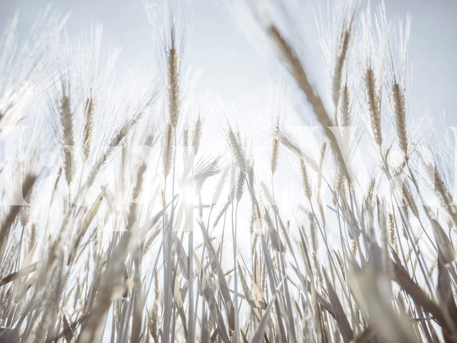 Barley Field Wallpaper 4K