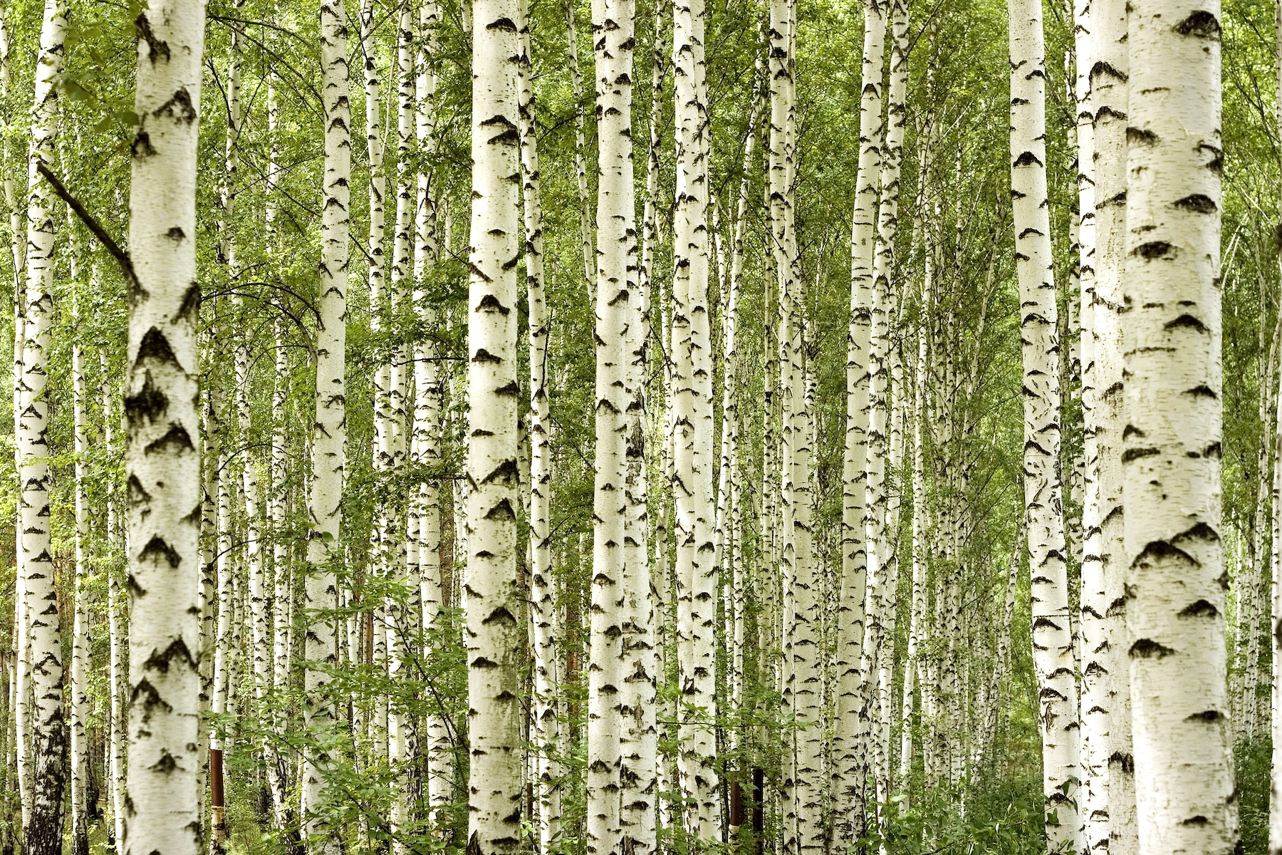Birch trees wallpaper - Happywall