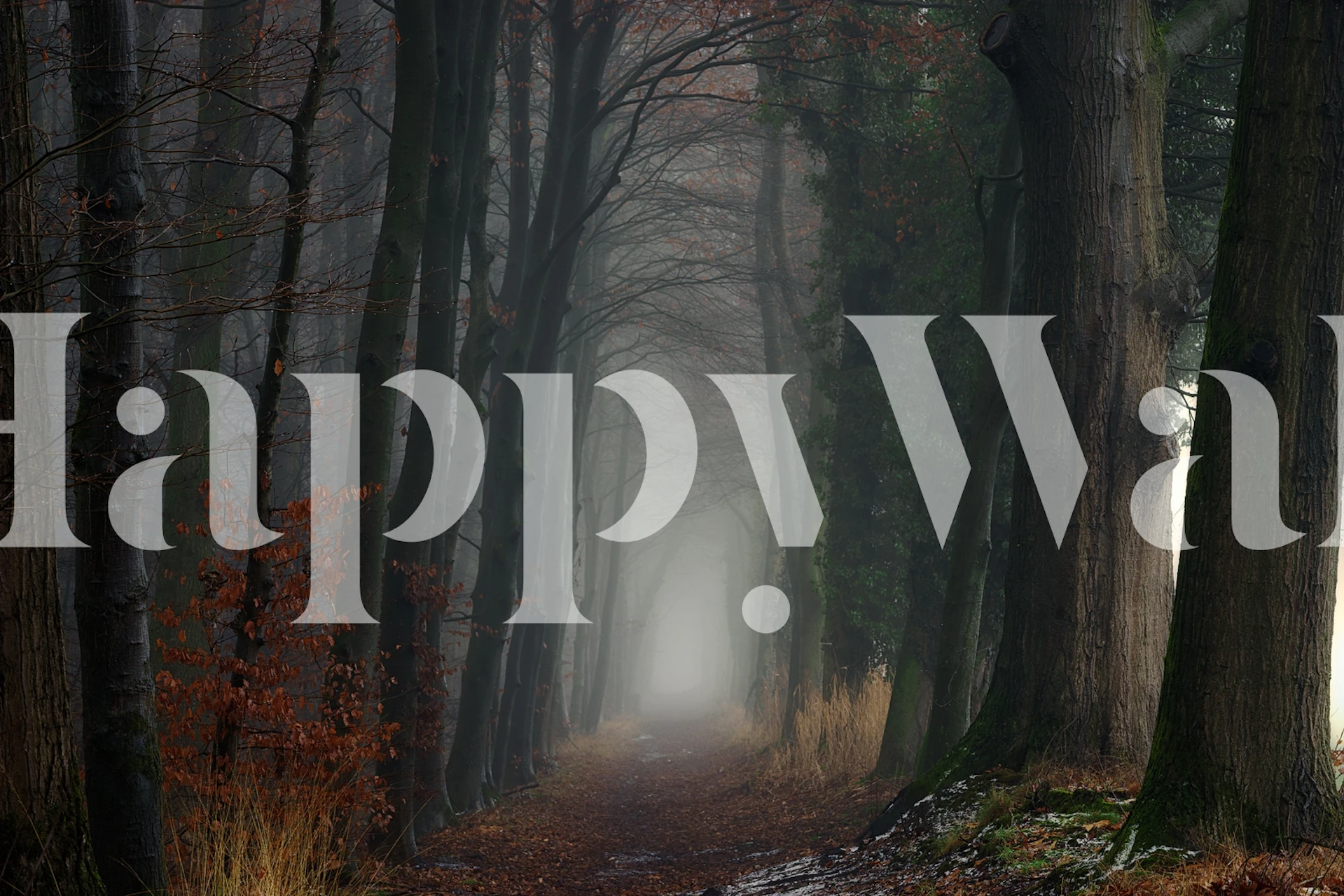 Foggy forest with tall trees and soft light wallpaper