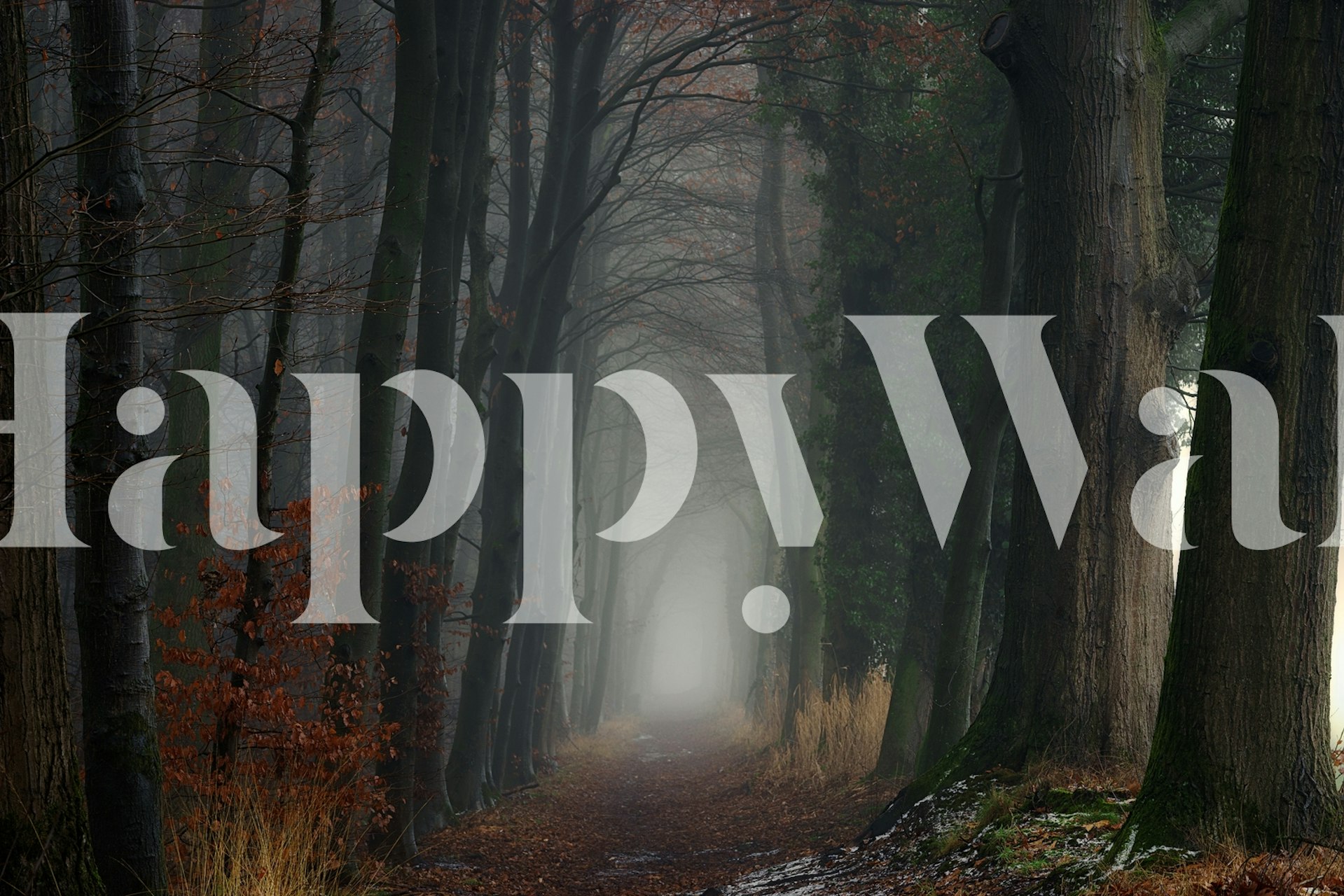 Forêt brumeuse avec des arbres sombres et feuillage sec wallpaper