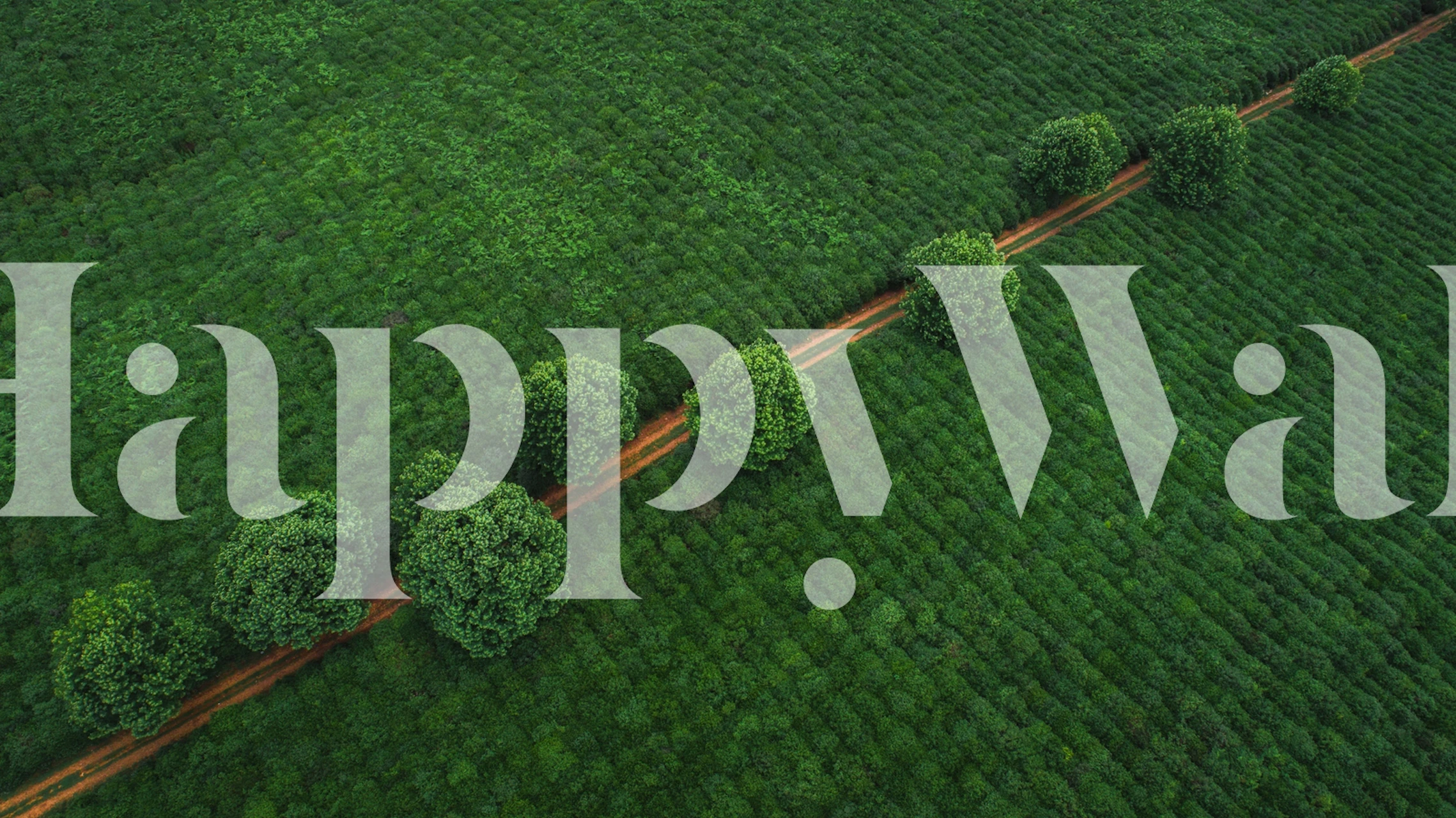 Papel de parede Green Pearls em um ambiente bem iluminado