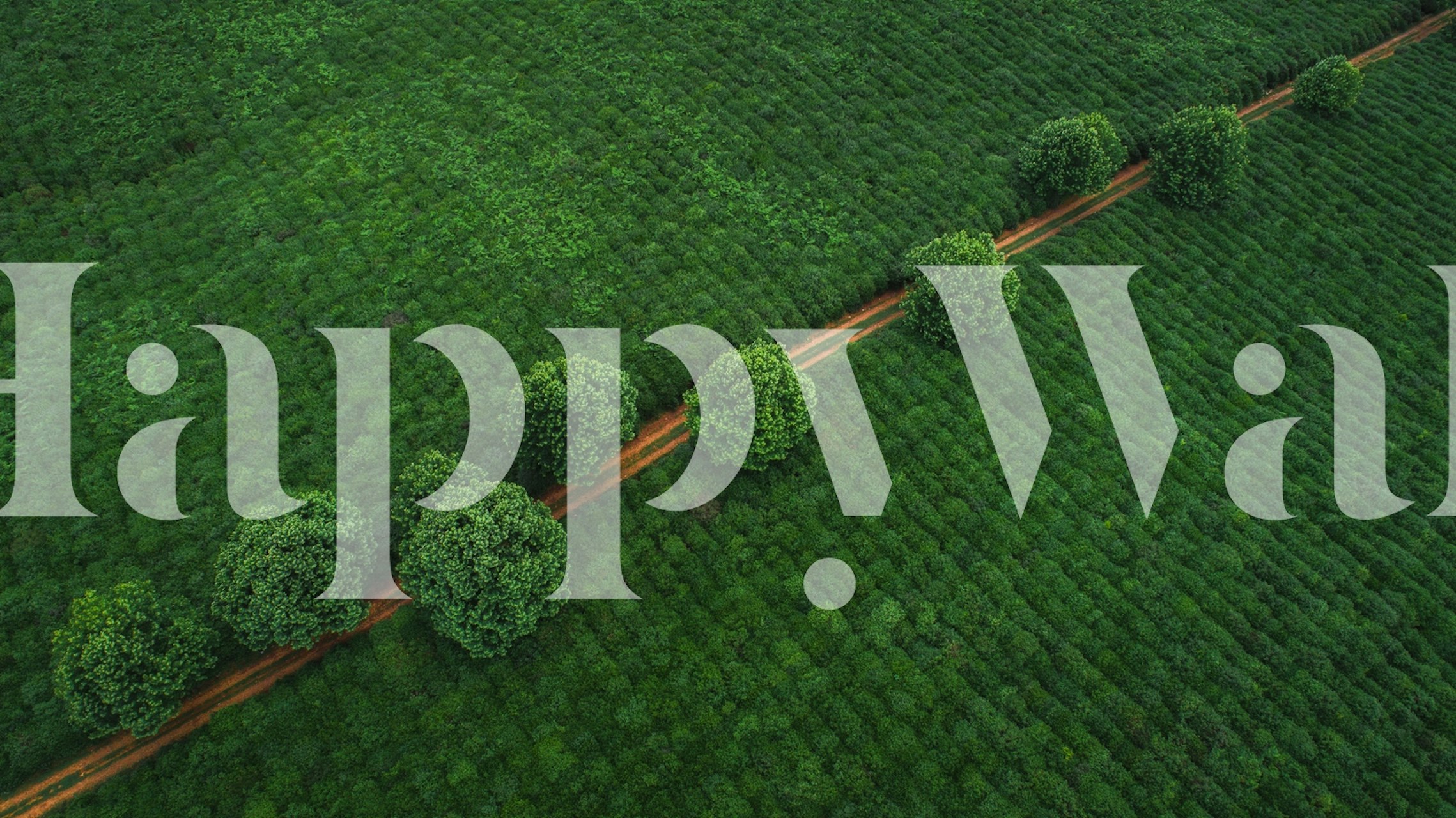 Green Pearls wallpaper in a well-lit room setting