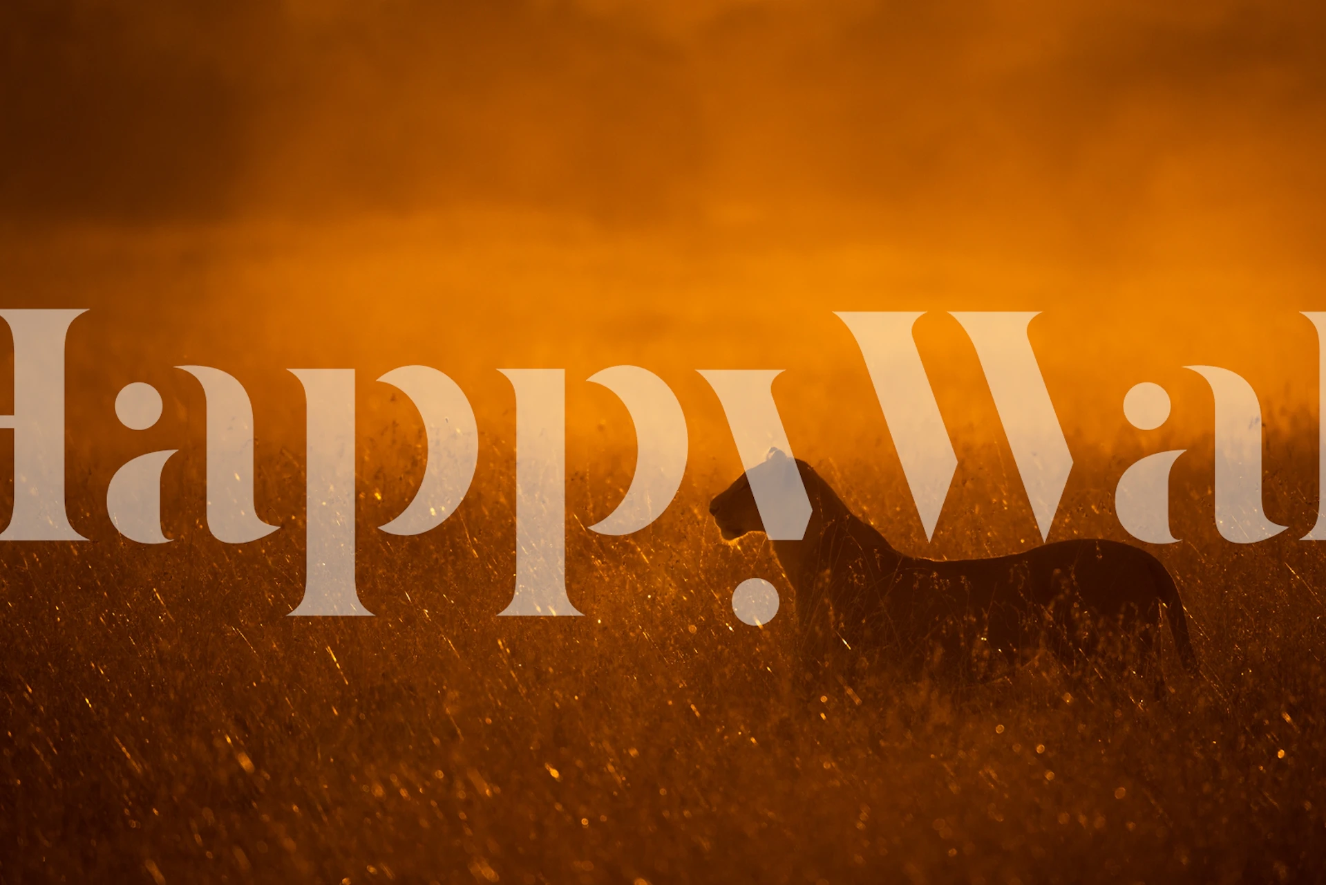 Mural de parede Gold Dust com uma silhueta de cavalo em um campo dourado do pôr do sol