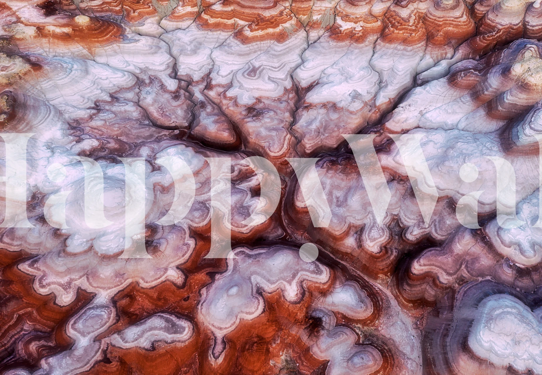 A Tree in the Desert papel de parede em um quarto