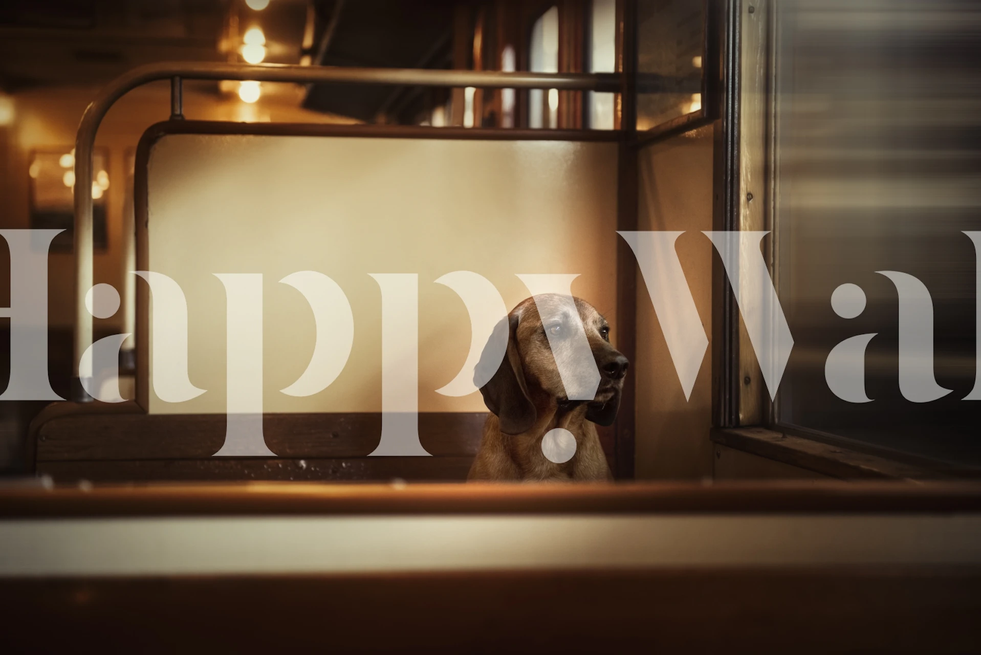 A dog sitting by the window on a vintage train wallpaper