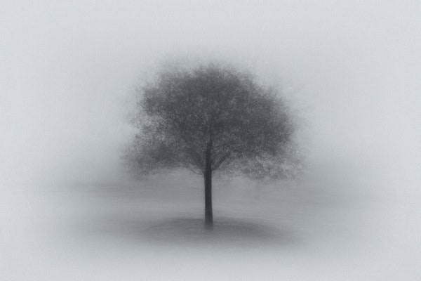 Tree in Fog