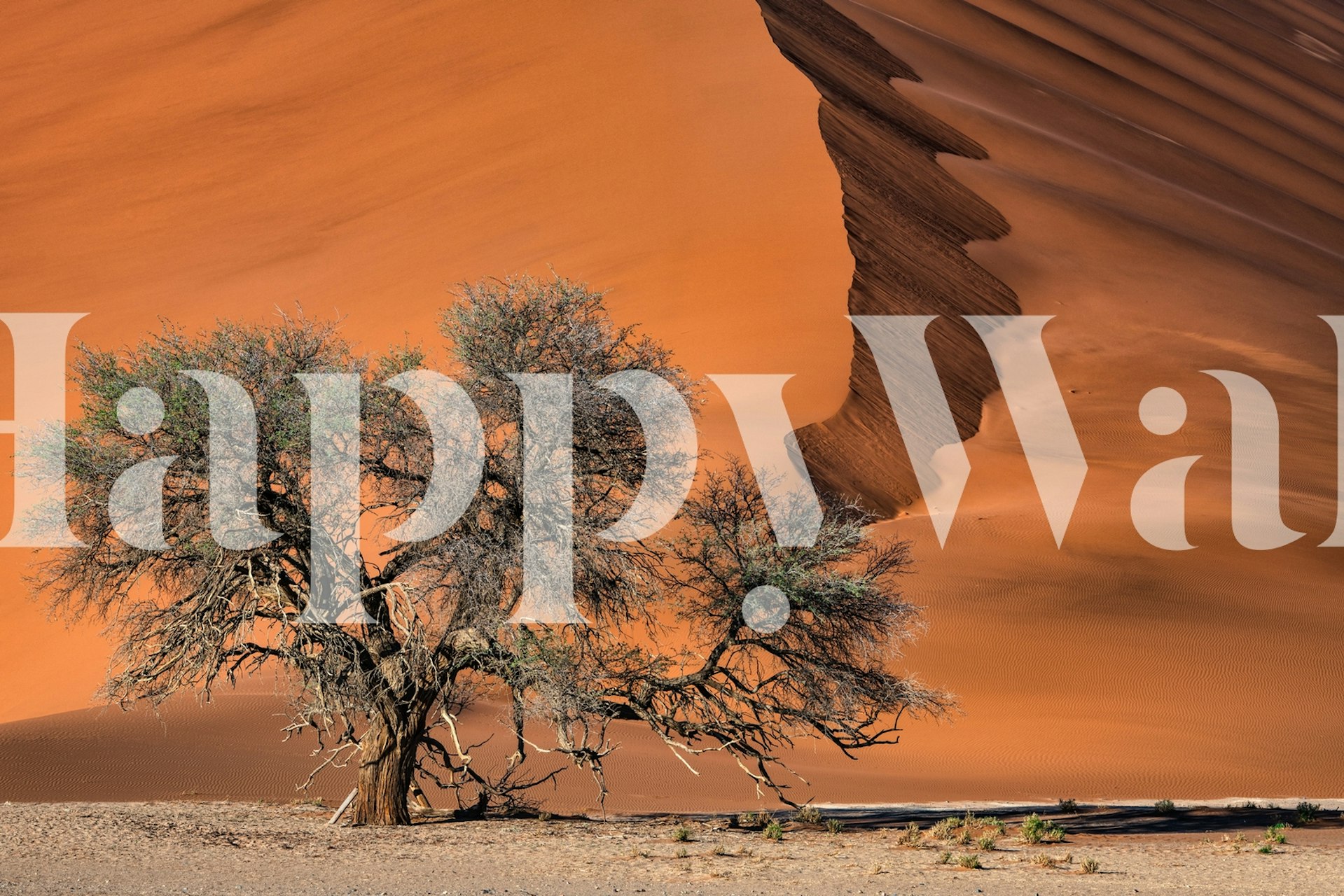 Acacia tree wallpaper in a desert setting