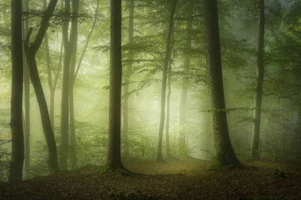 Mysterious Spring Morning