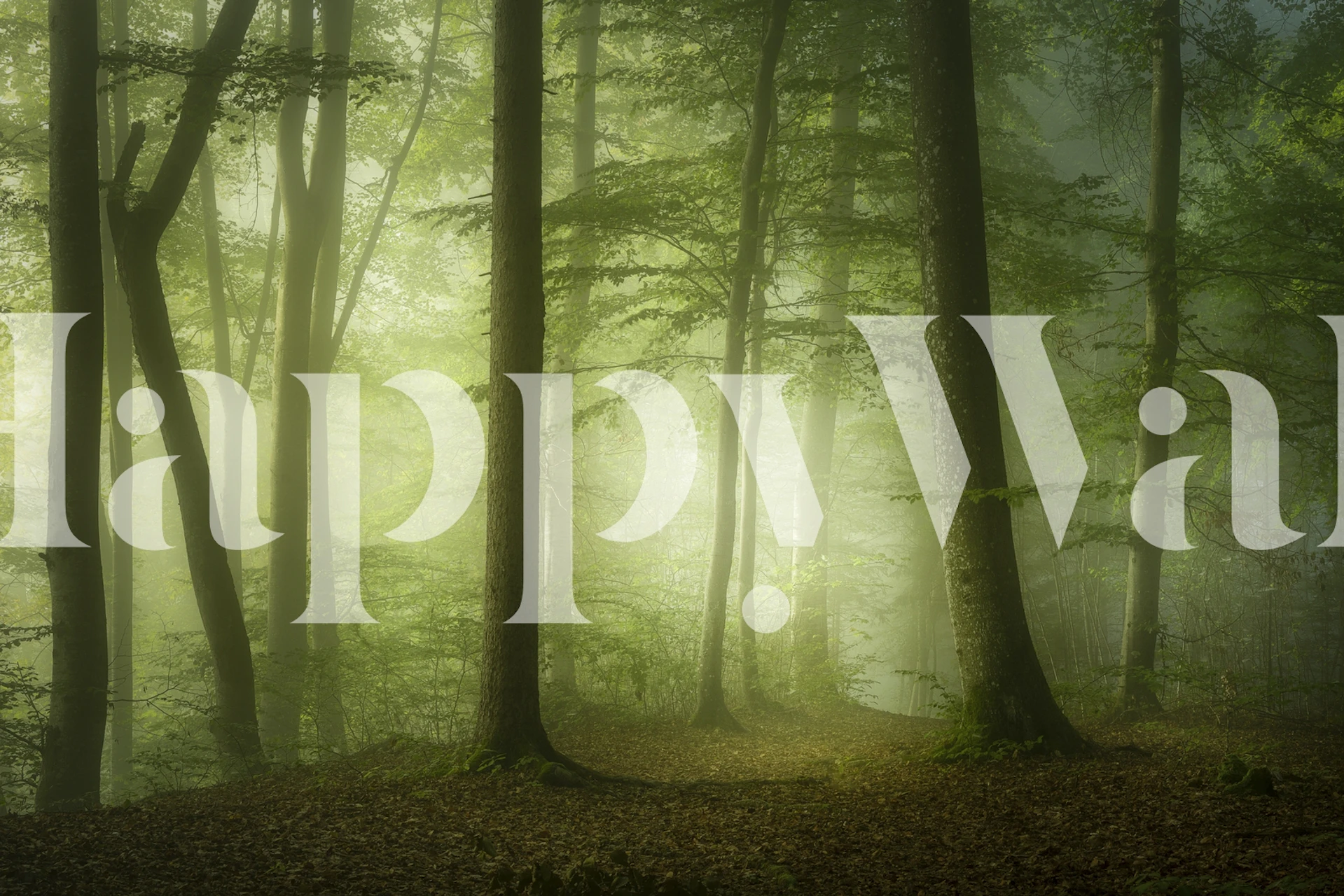 Mysterious Spring Morning Tapete in einem Raum