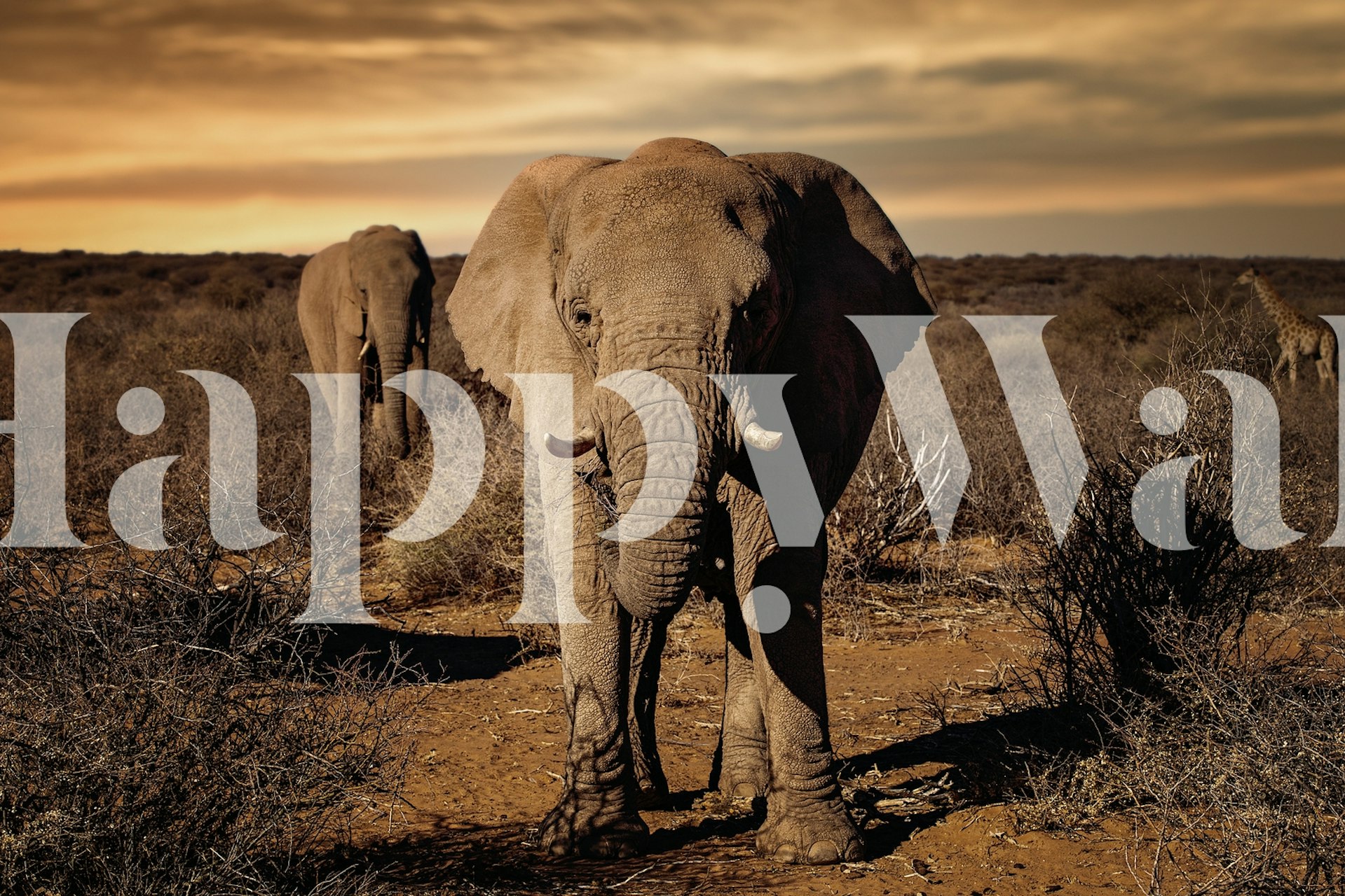 Two elephants in a dry landscape with warm tones wallpaper