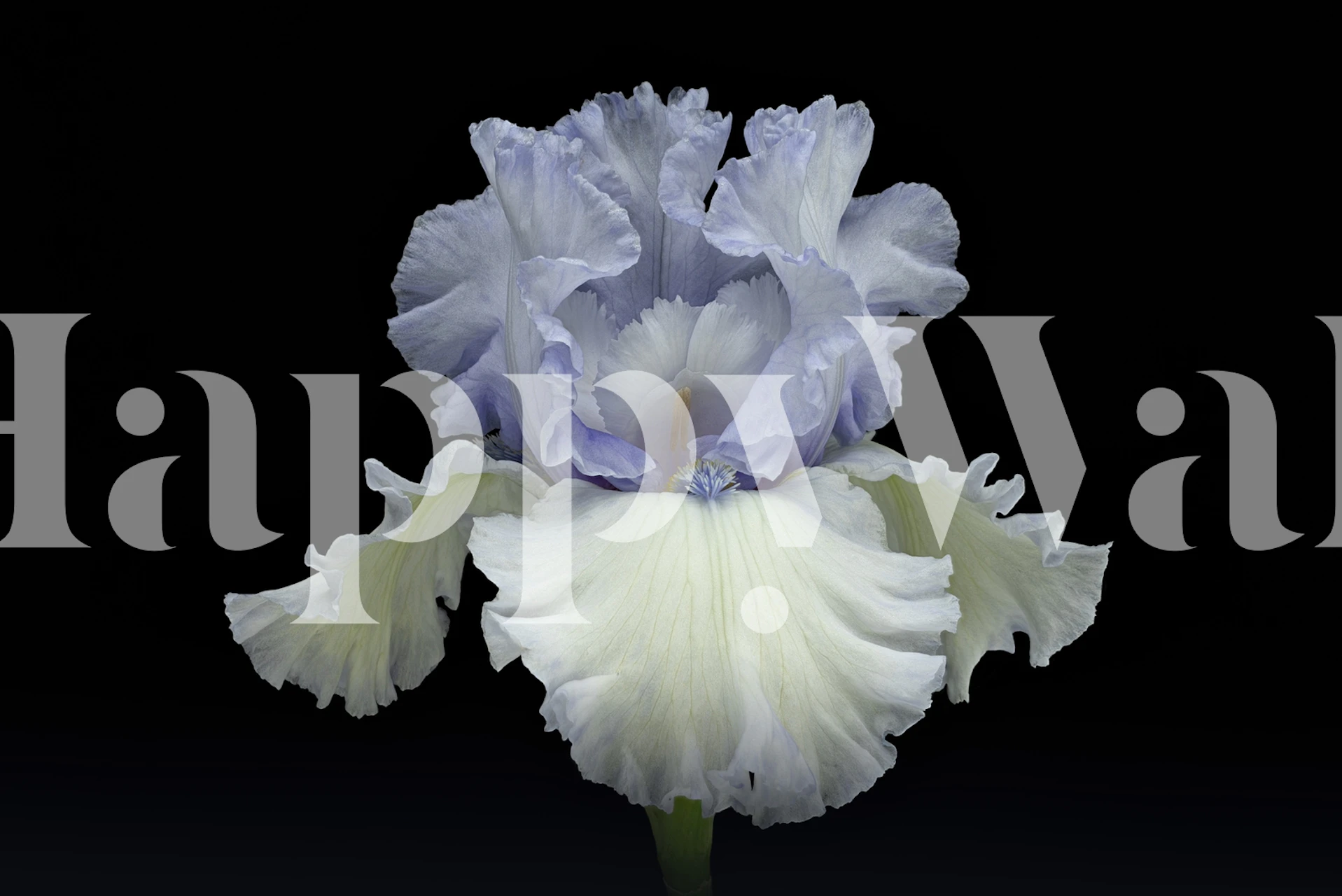 Moonlight Dancer floral wallpaper in a room