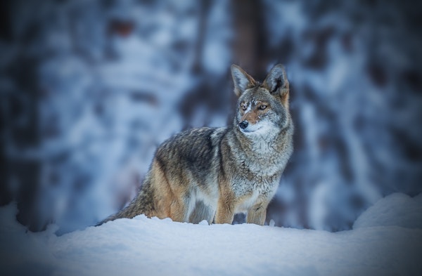 Coyote in Winter