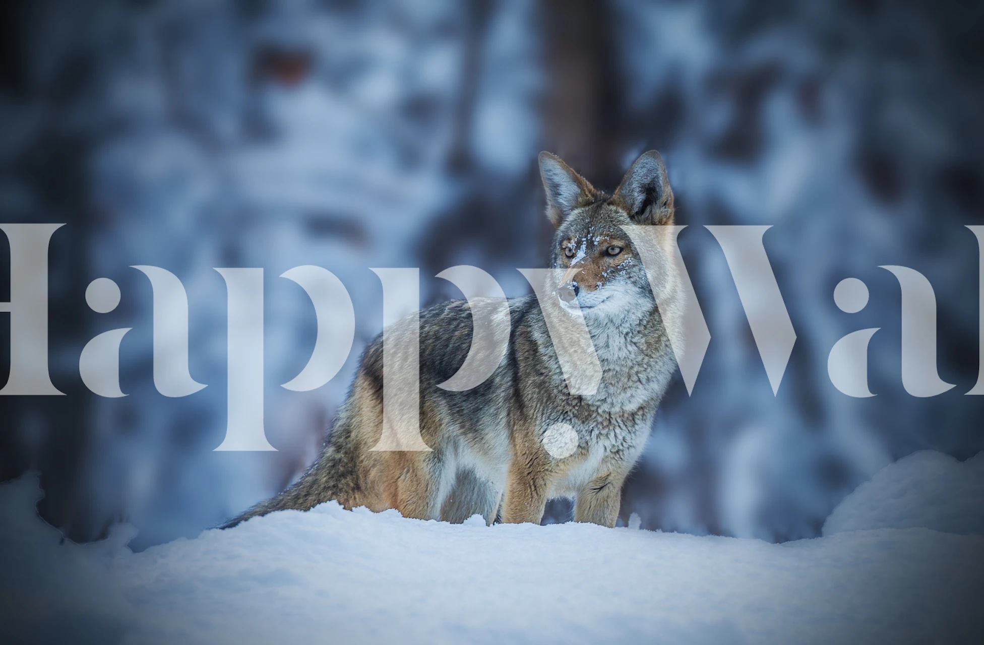 Coyote in piedi nella neve invernale