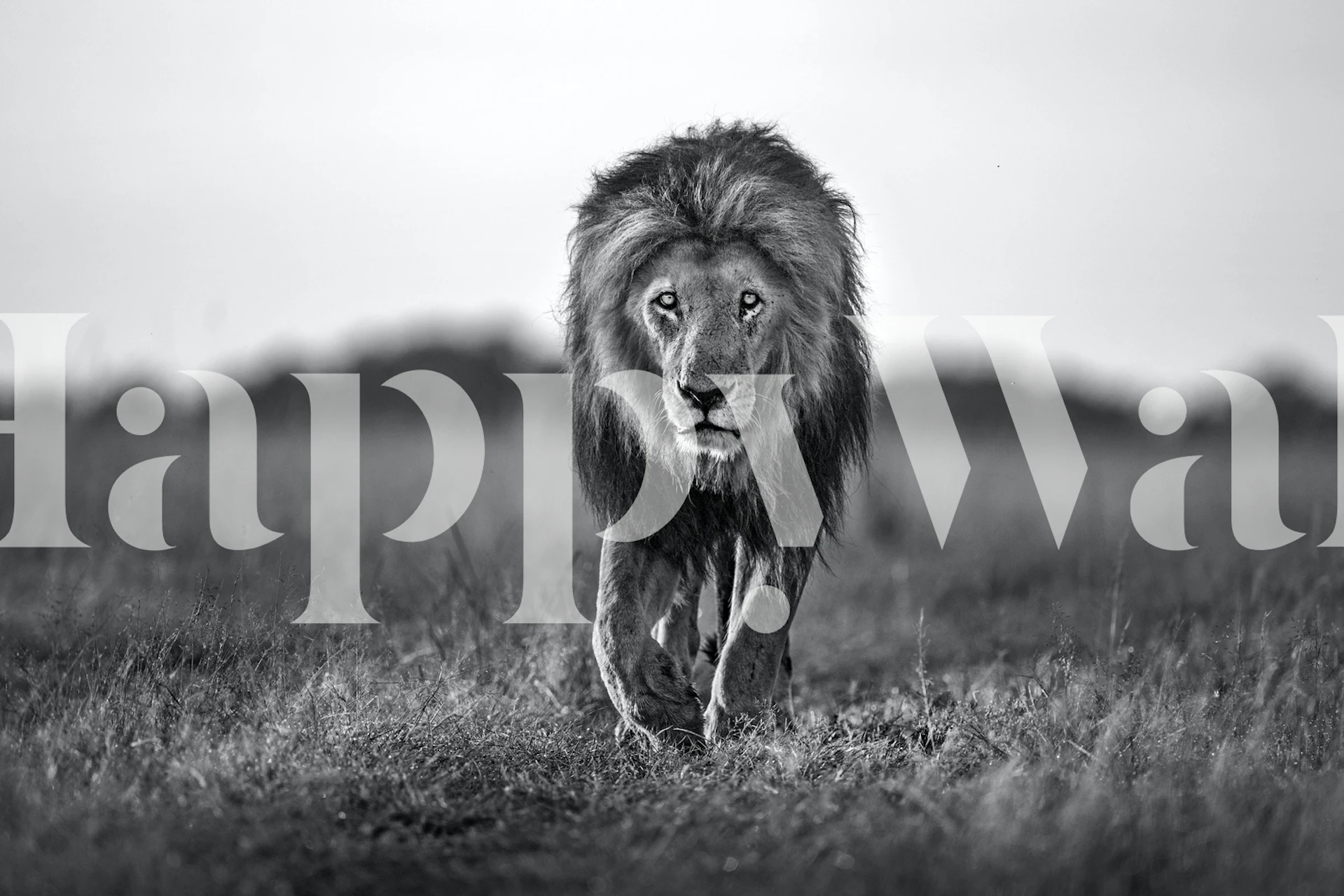 Black and white lion walking in a field wallpaper