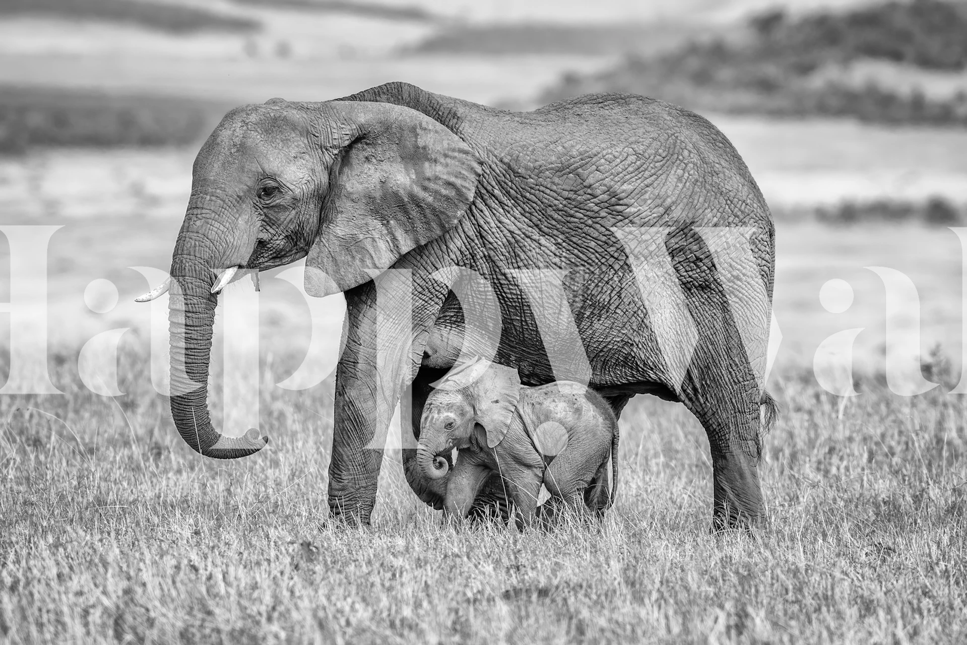 Black and white elephants in a serene setting wallpaper