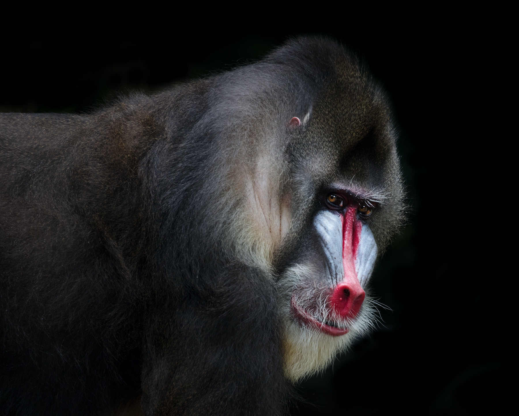 mandrill wallpaper