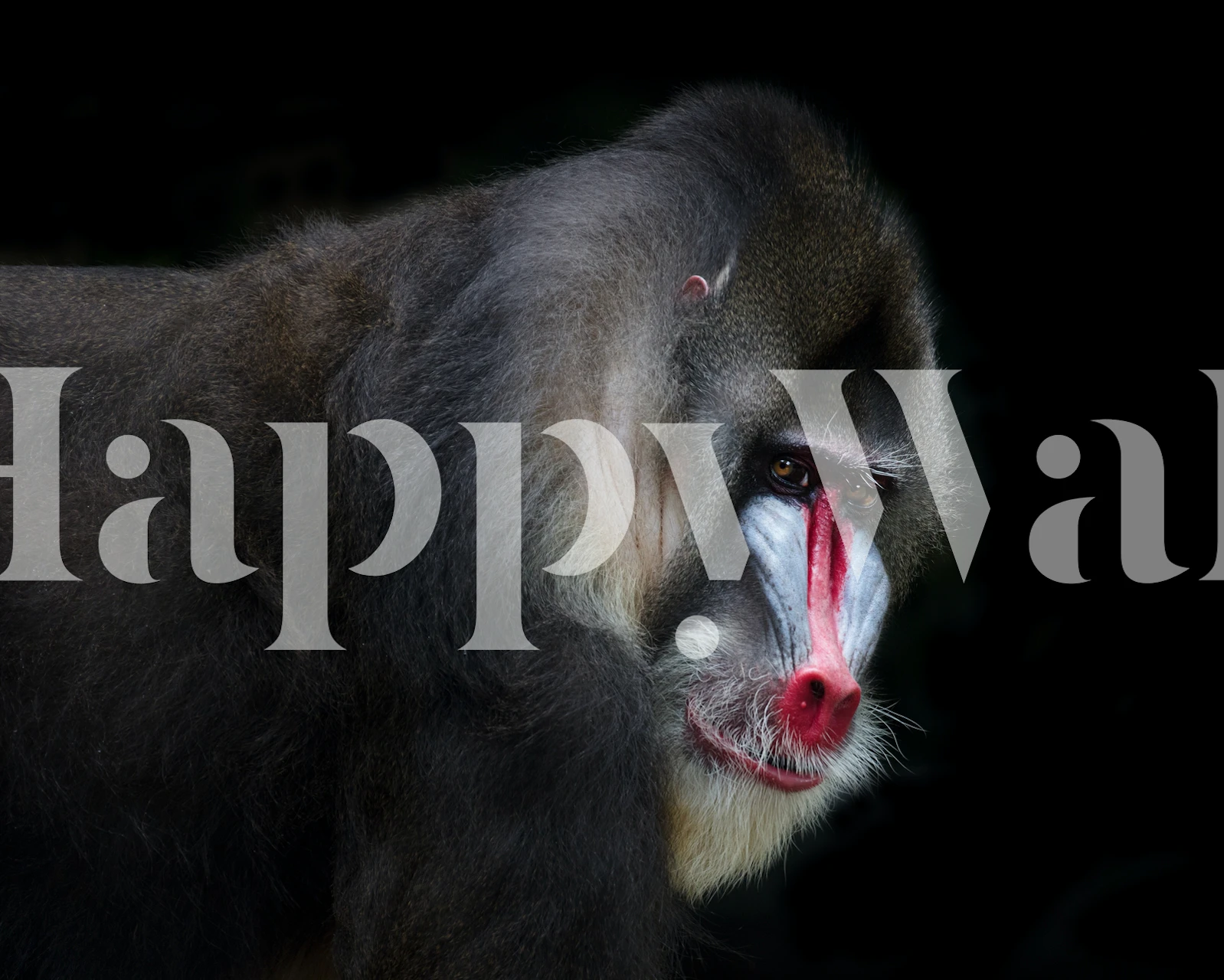 Mandrill wall mural depicting a colorful baboon on a black background wallpaper