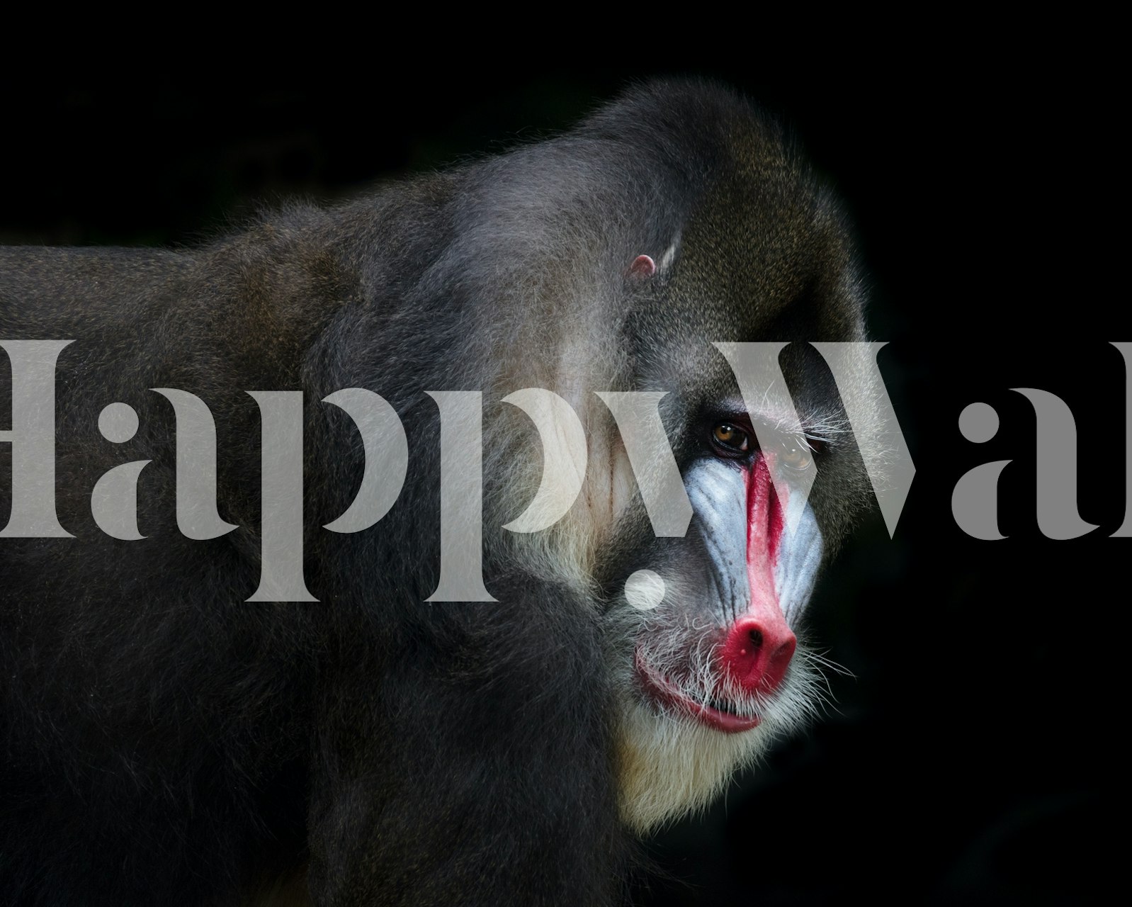 Mandrill wall mural depicting a colorful baboon on a black background wallpaper