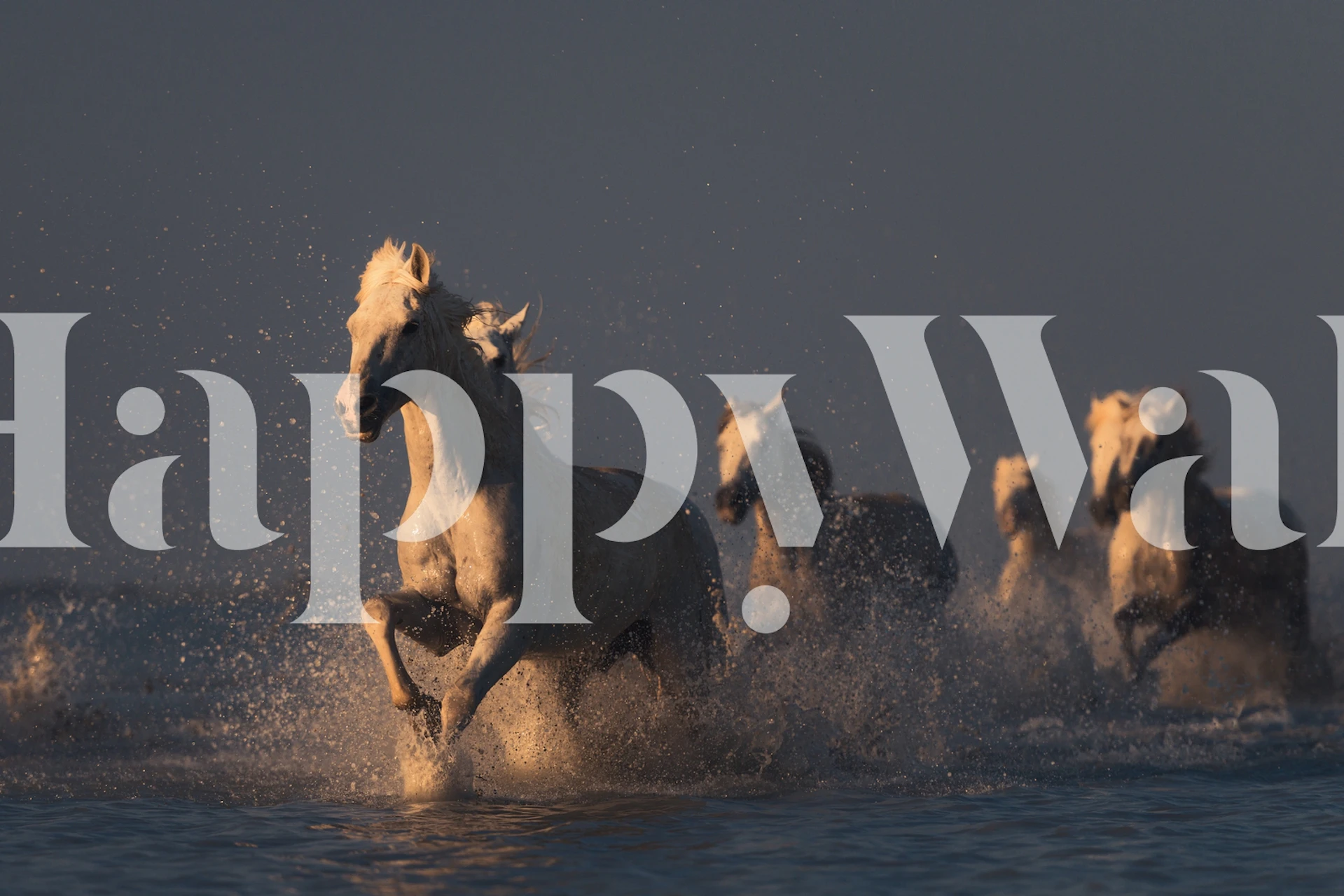 Horses galloping through water at sunset wallpaper