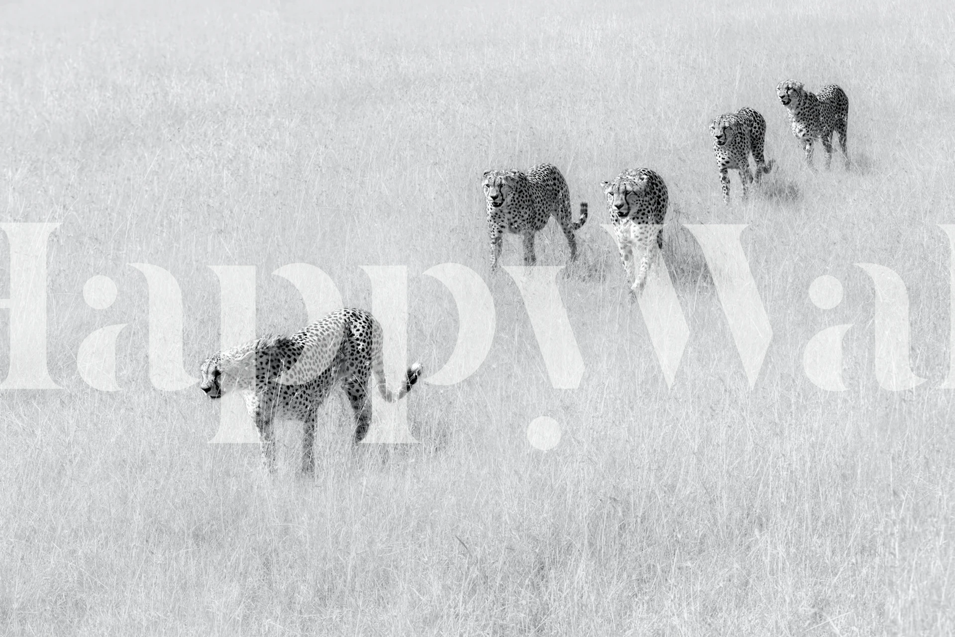 Five Boys wallpaper displayed in a room