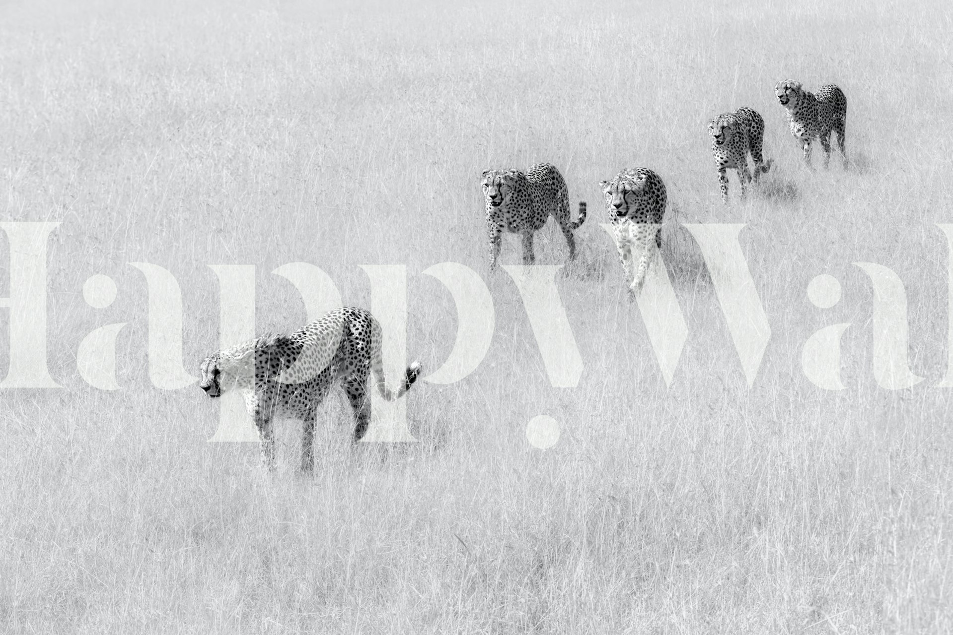 Five Boys wallpaper displayed in a room