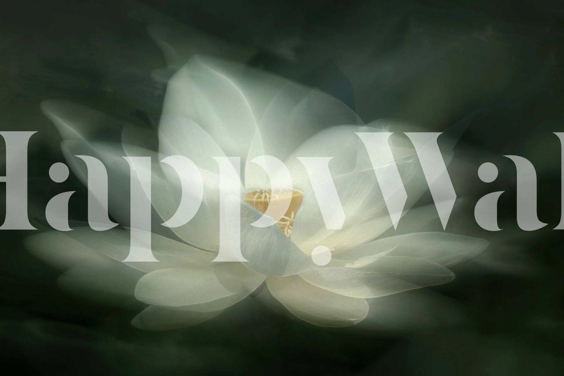 White lotus flower with soft blurred background wallpaper