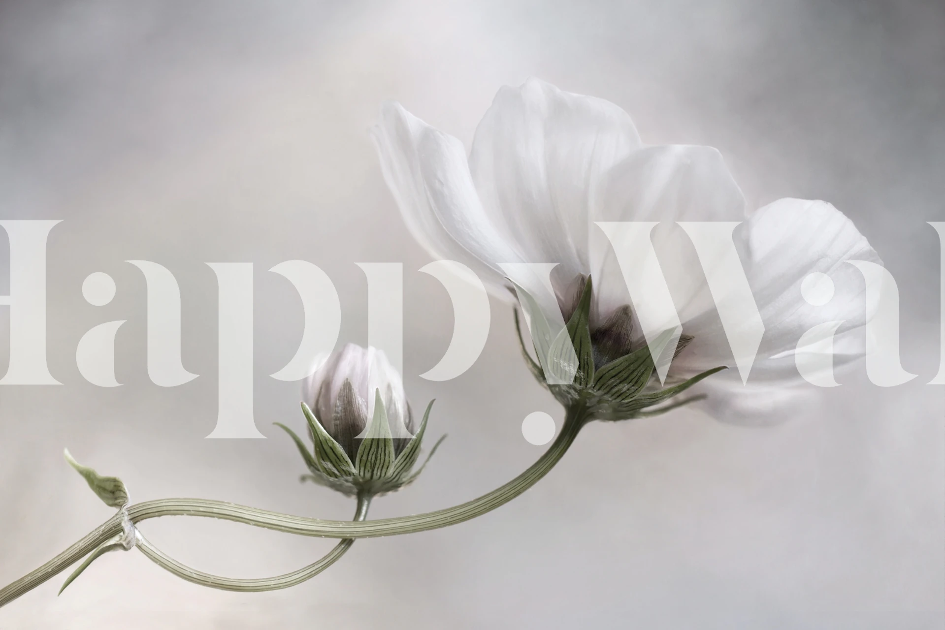 Papier peint Simply Cosmos dans une pièce