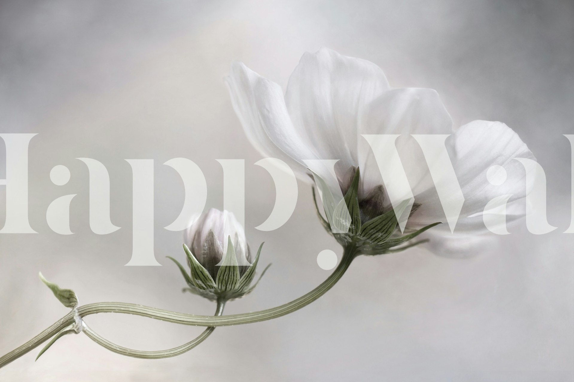 Delicate white flowers on a gray backdrop wallpaper