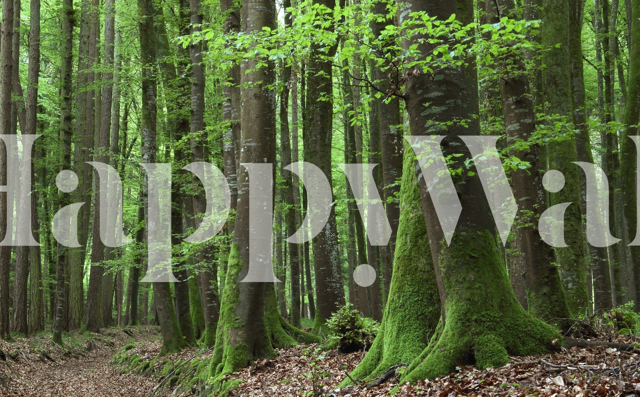 Bohlinger Schlucht forest wall mural with green moss-covered trees