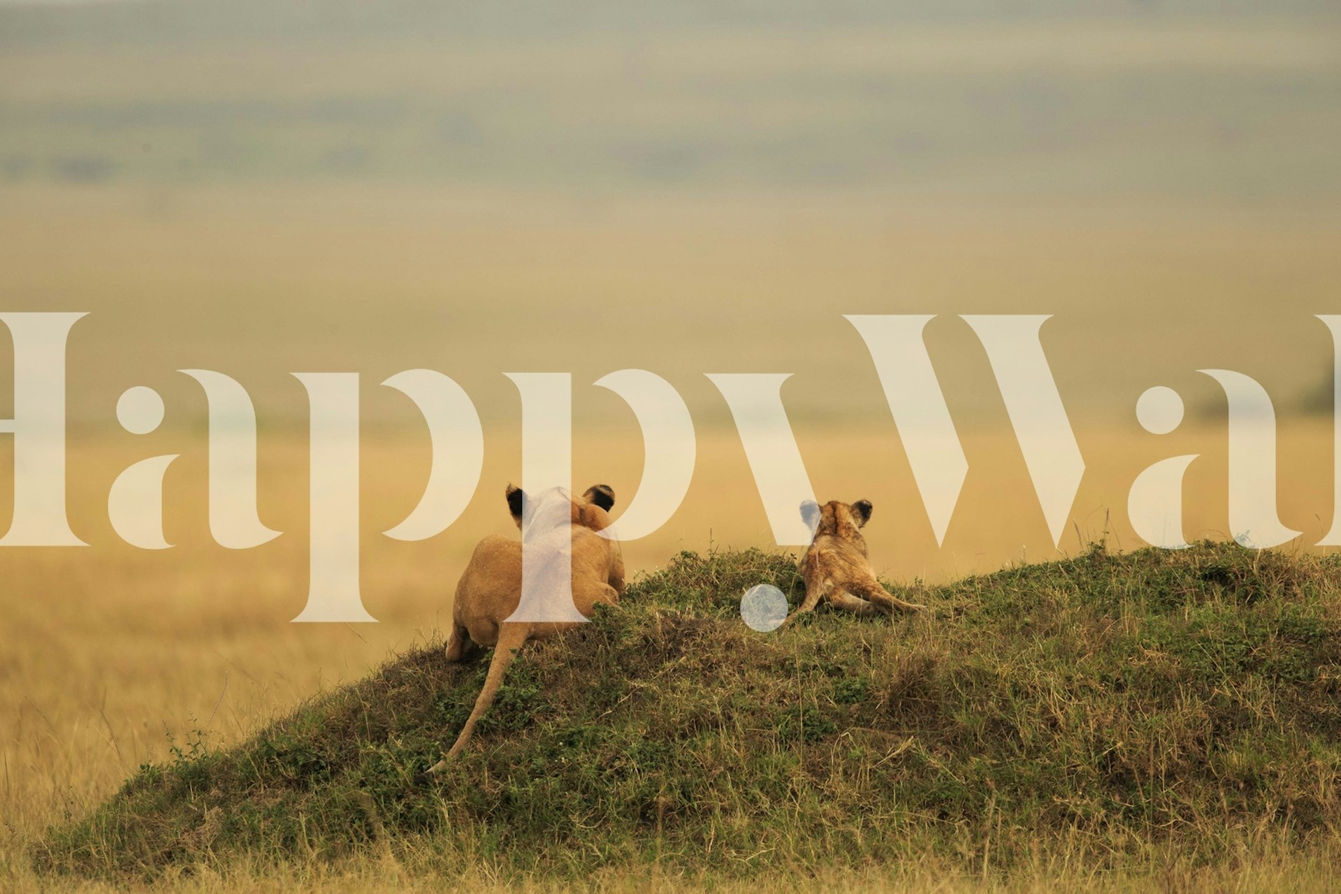 Lion mother and cub overlooking a savanna landscape wallpaper