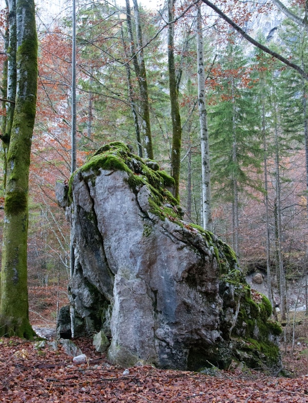 Rock in the forest 1