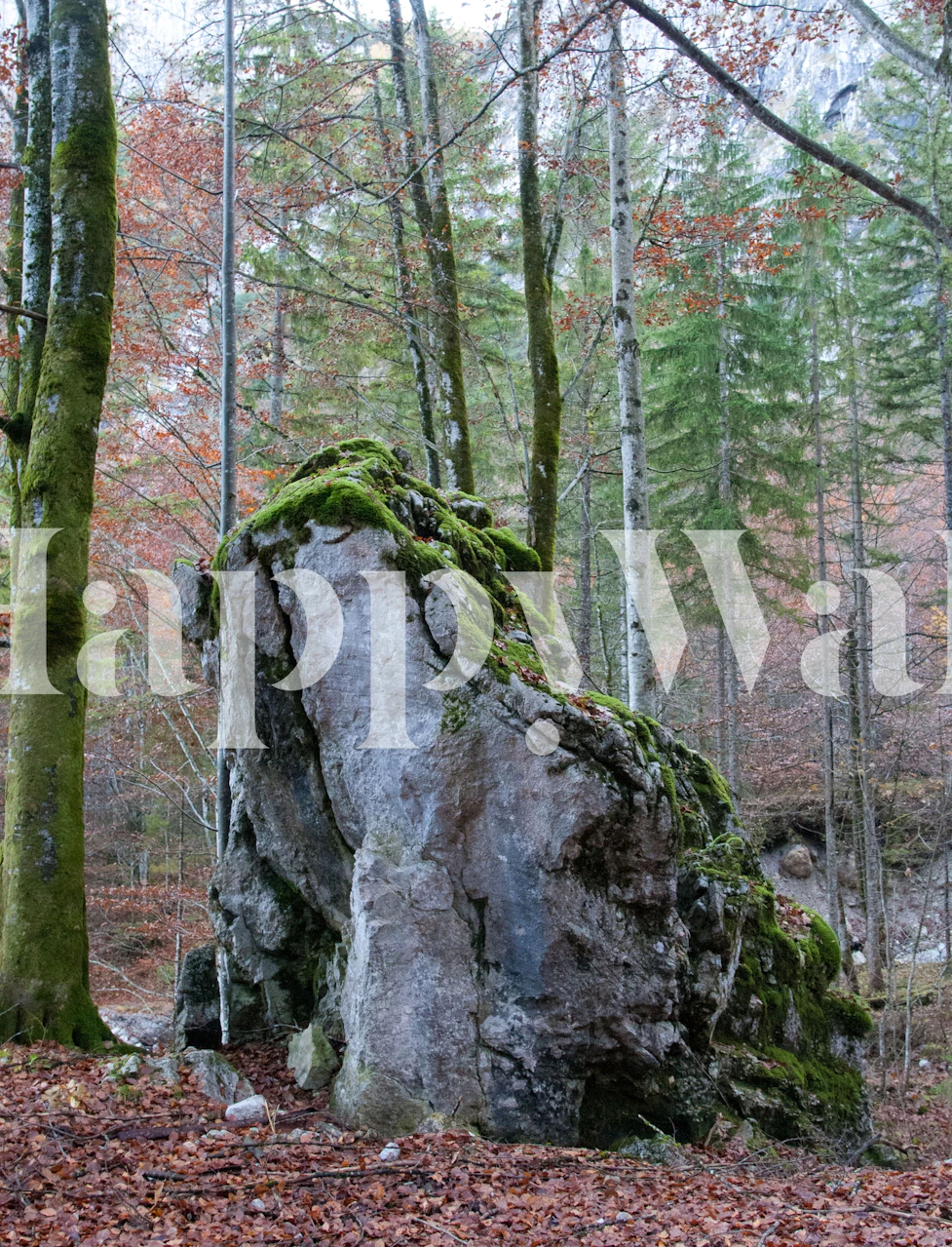 Rock covered in moss with trees in the background wallpaper