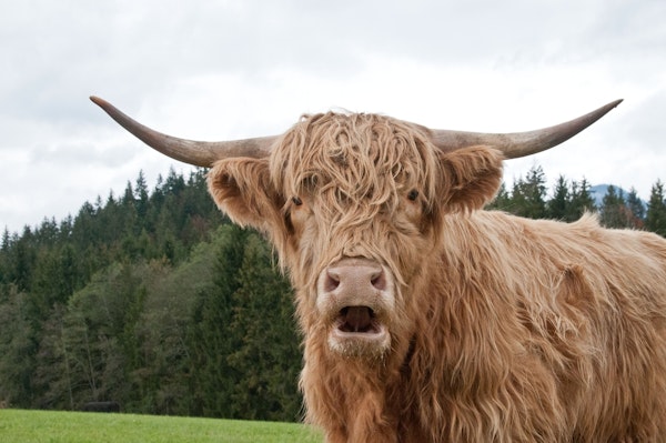 Highland Cow 1