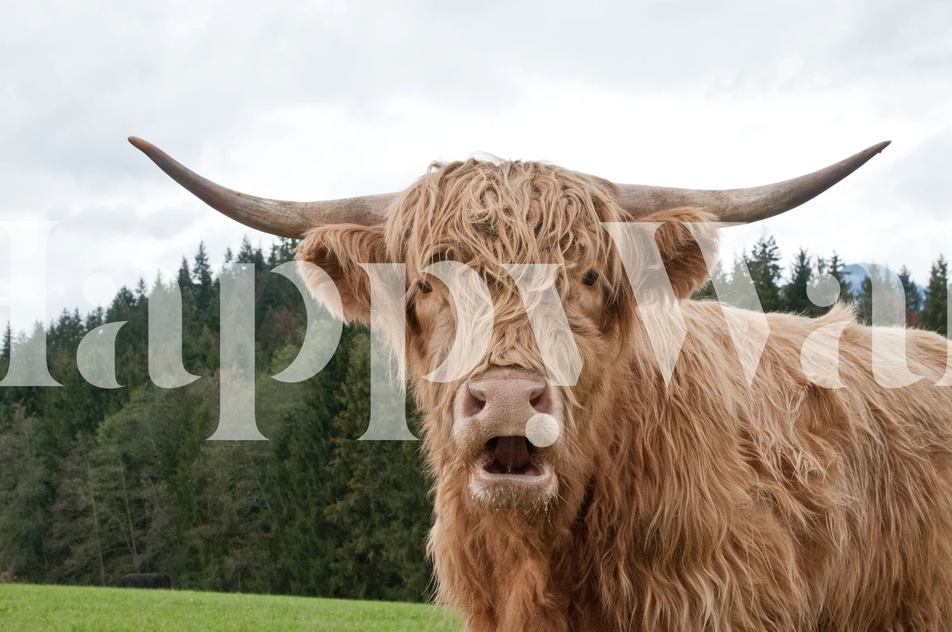 Highland cow with long fur in brown tones wallpaper