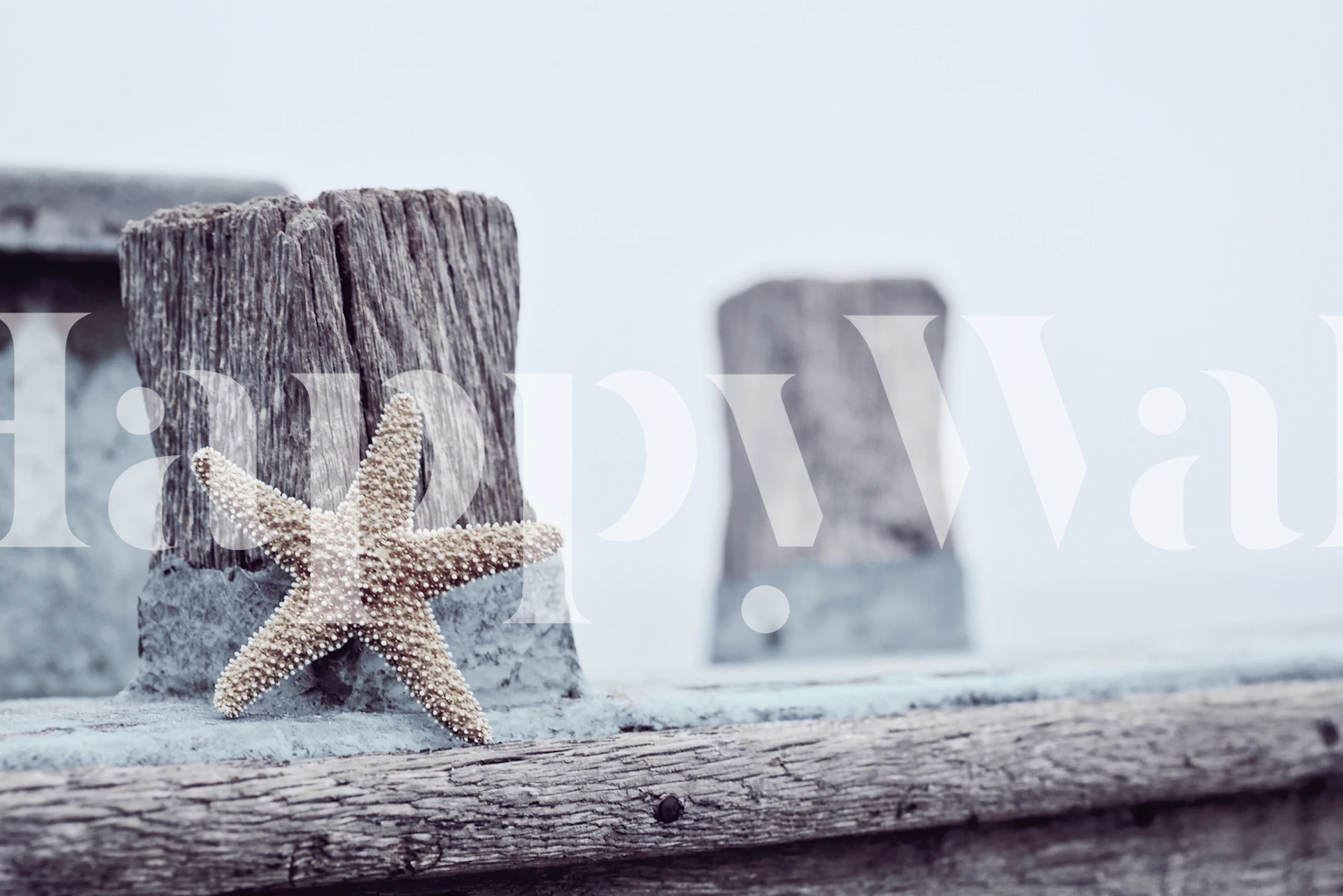 Rustic Marine Starfish wallpaper in room setting