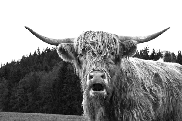 Highland Cow Black White 1