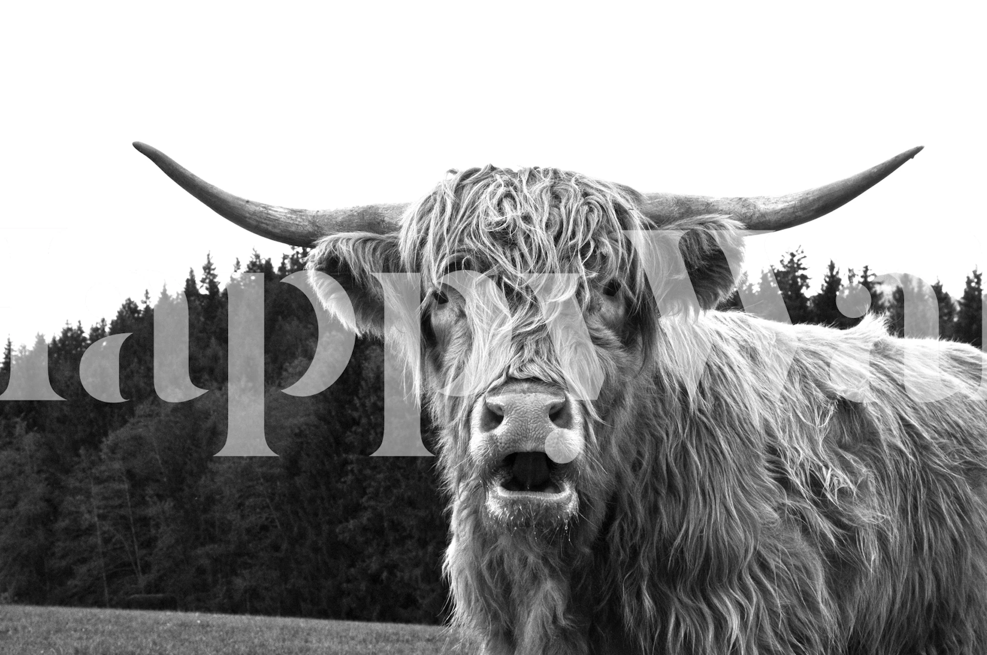 Highland cow wallpaper in a room