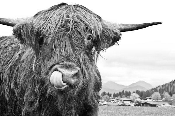 Cute Highland Cow bw 1