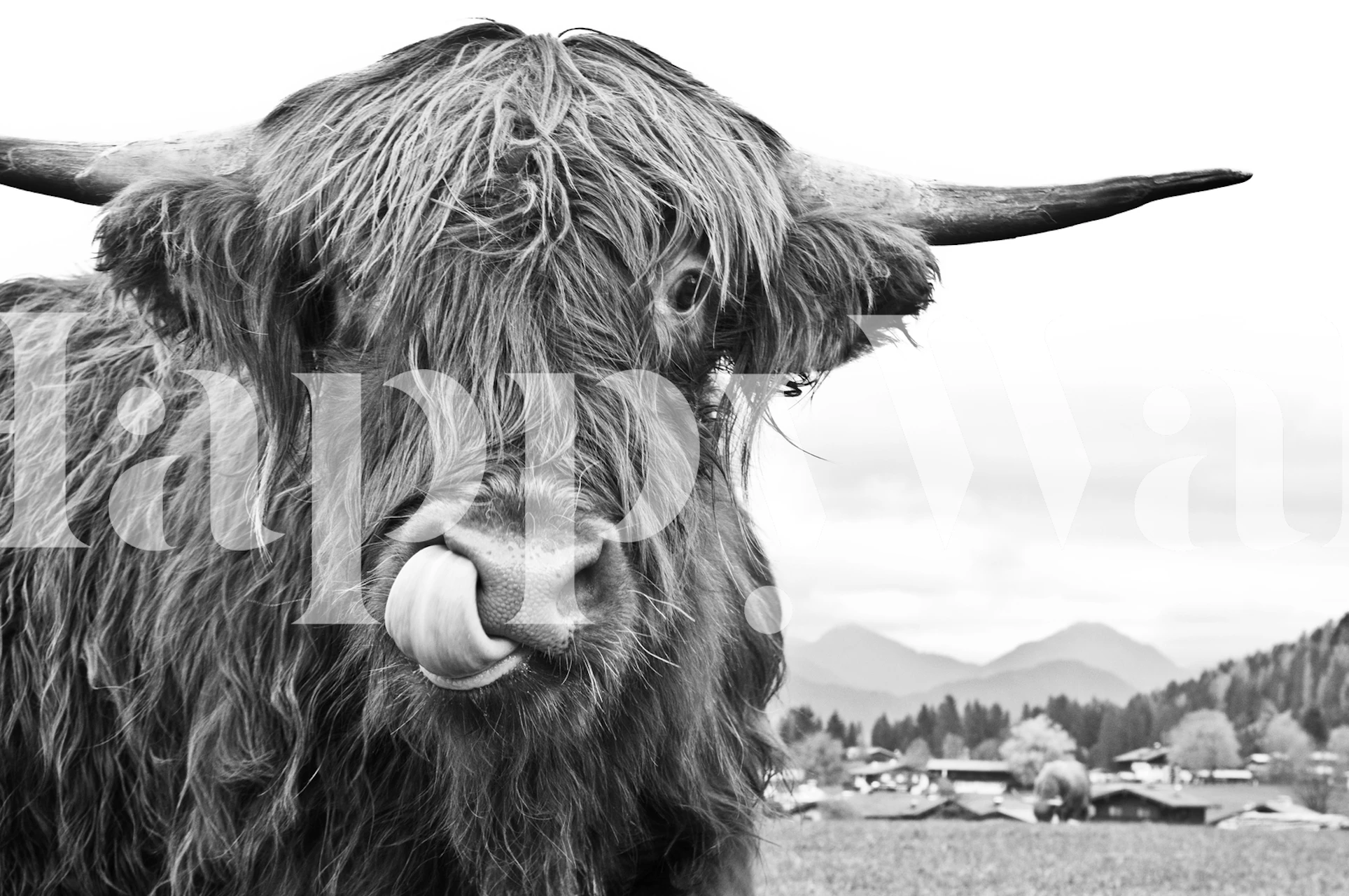 Highland cow with long hair and horns black and white wallpaper