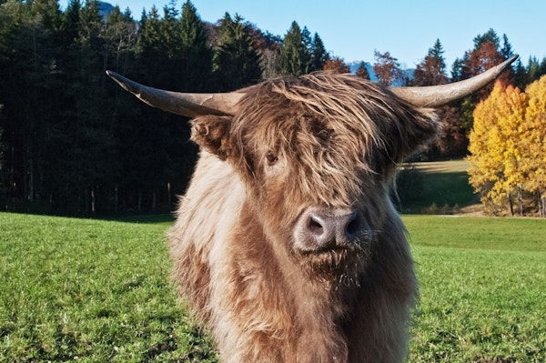 Cute Highland Cow 2
