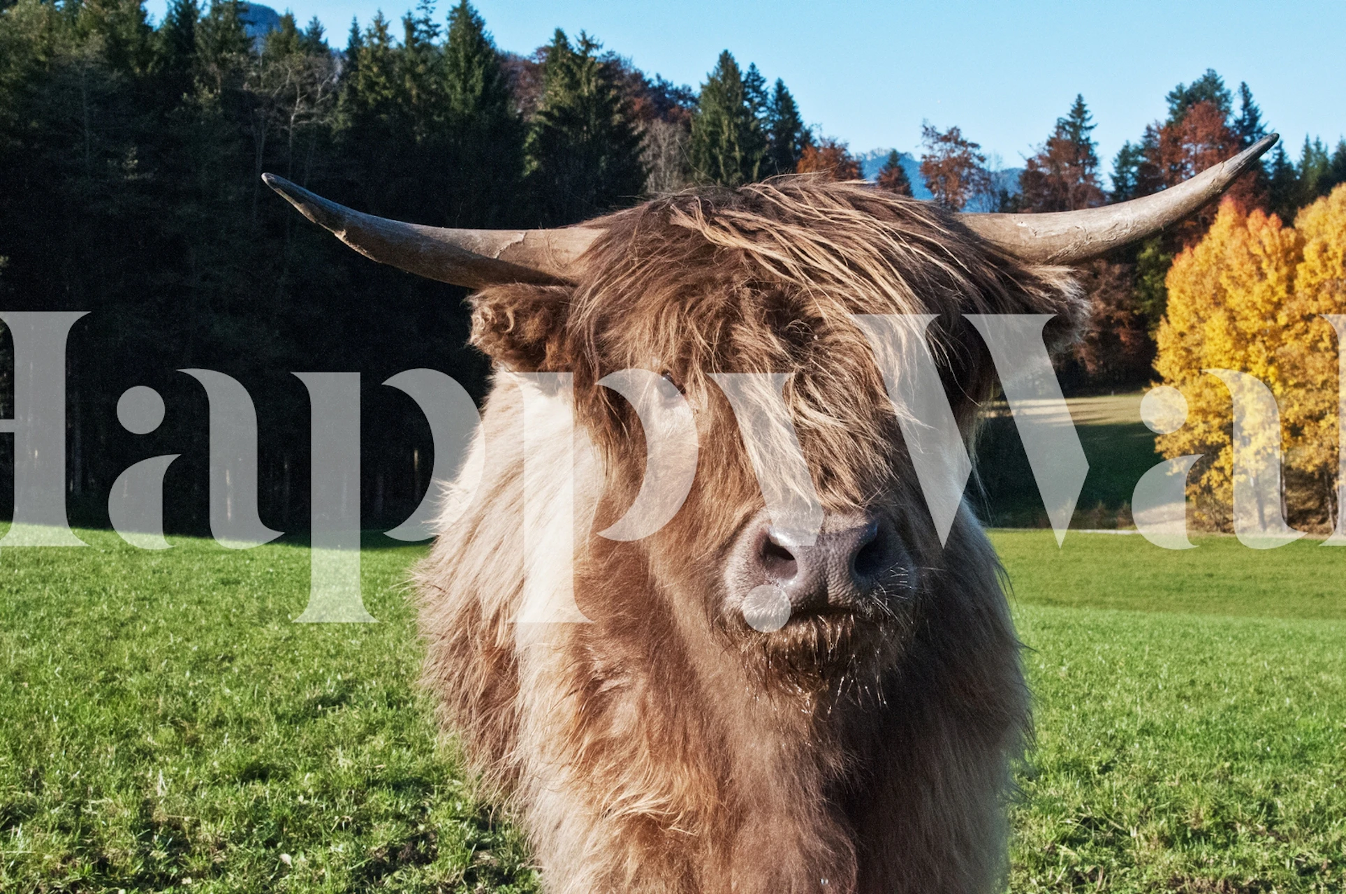 Tapeta Cute Highland Cow w pokoju