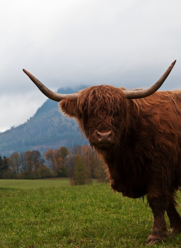Highland Cow 2