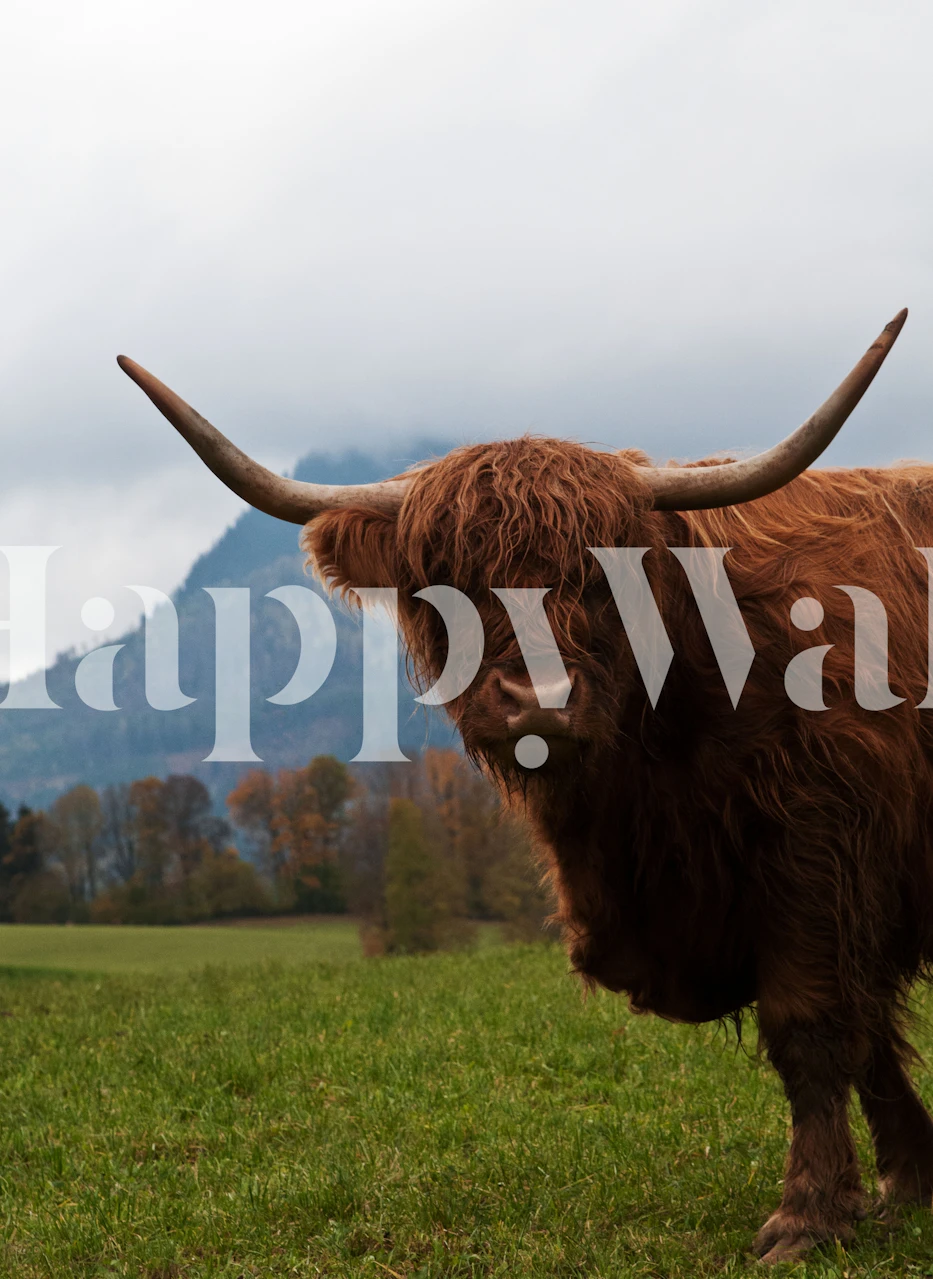 Highland cow with shaggy orange fur in a green field wallpaper