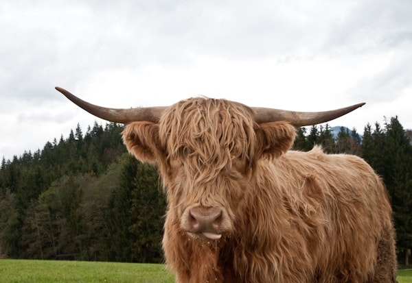 Highland Cow 3