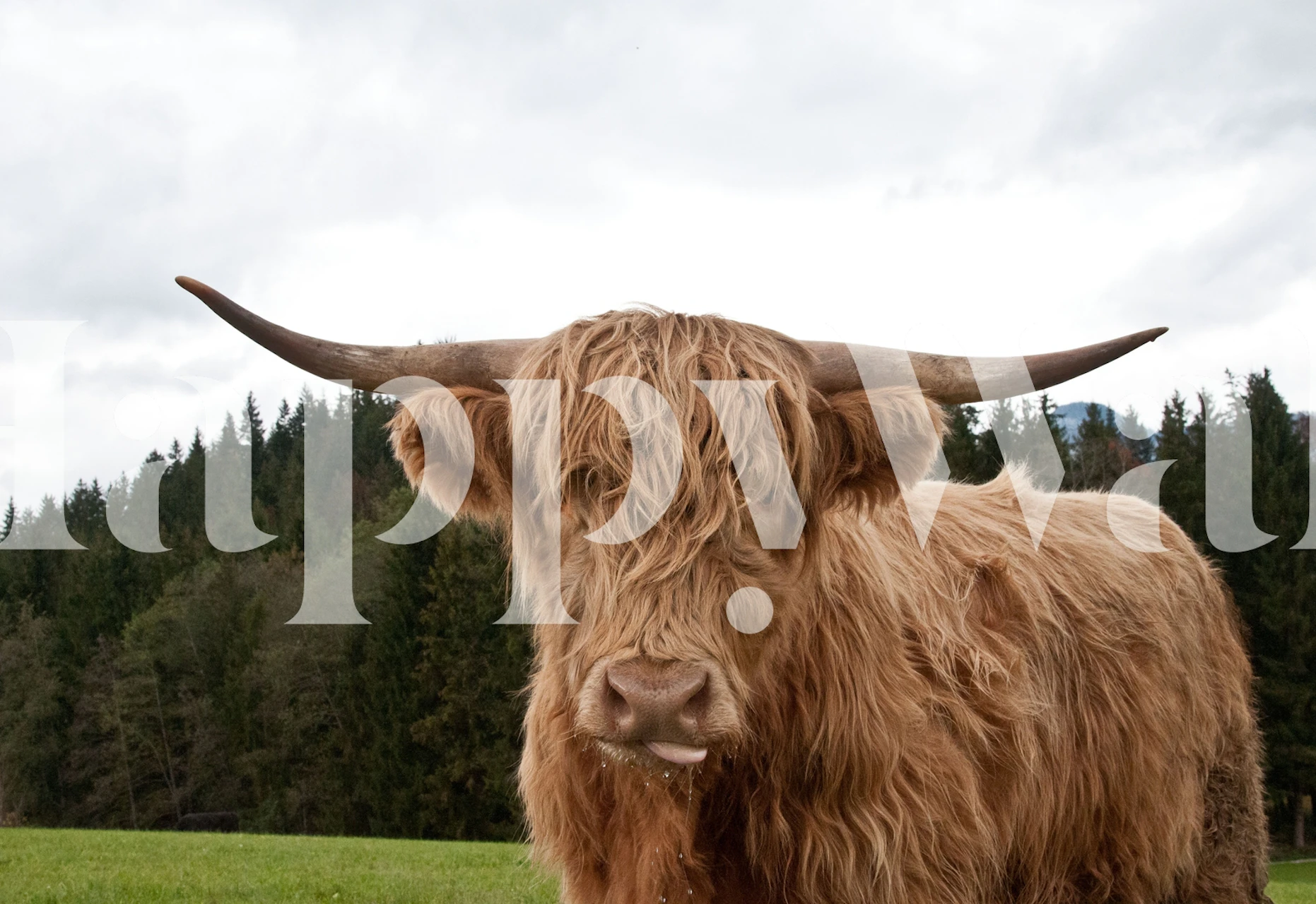Highland Cow wallpaper in a room