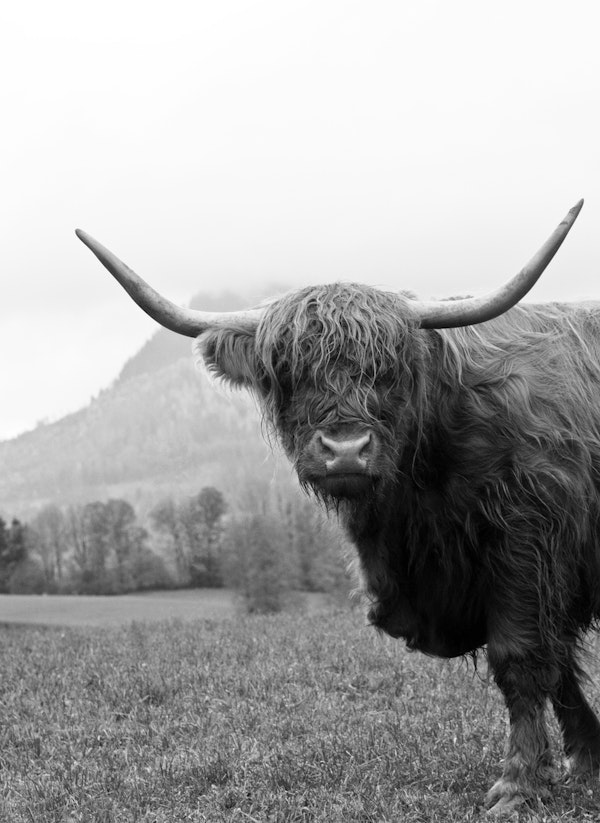 Highland Cow Black White 2